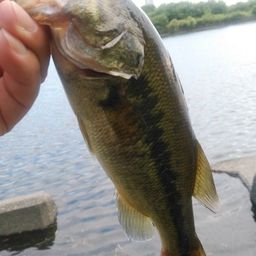 ラージマウスバス