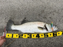 ヒラスズキの釣果