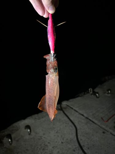 シロイカの釣果