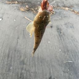 マゴチ