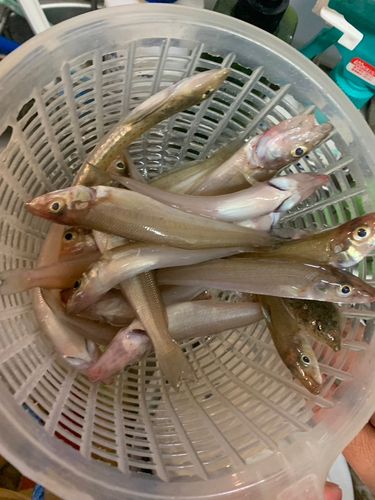 キスの釣果