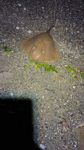 アカエイの釣果