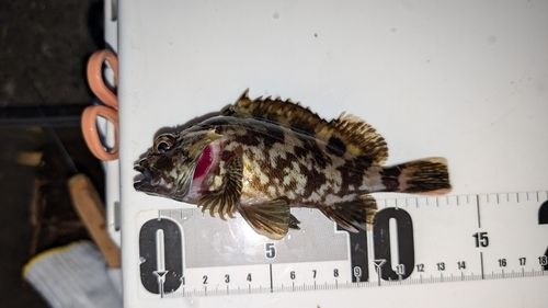カサゴの釣果
