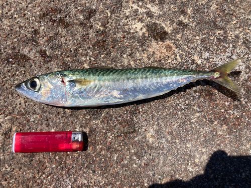 サバの釣果