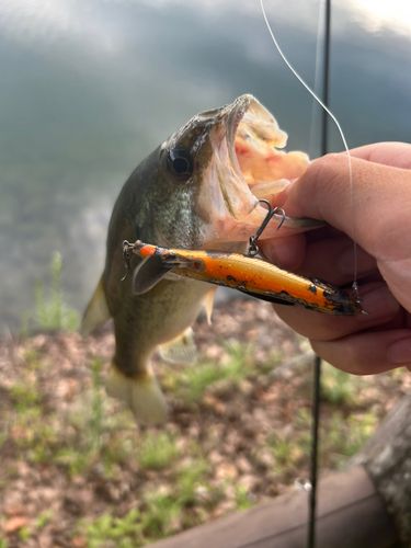 ブラックバスの釣果