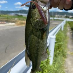 ブラックバス