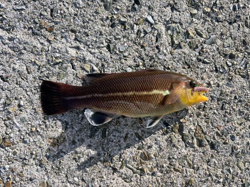 コブダイの釣果