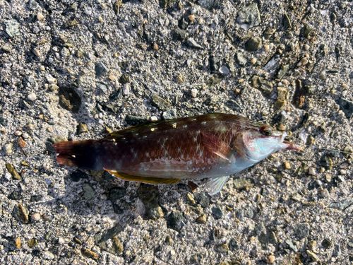 ホシササノハベラの釣果