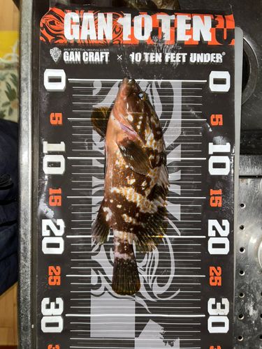 キジハタの釣果