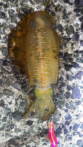 アオリイカの釣果