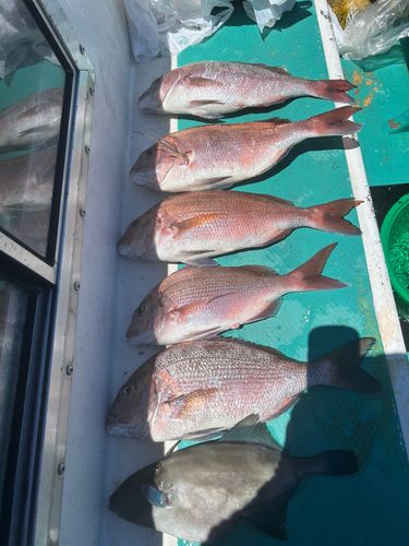 マダイの釣果