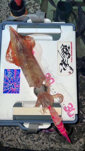ケンサキイカの釣果