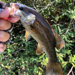 スモールマウスバス