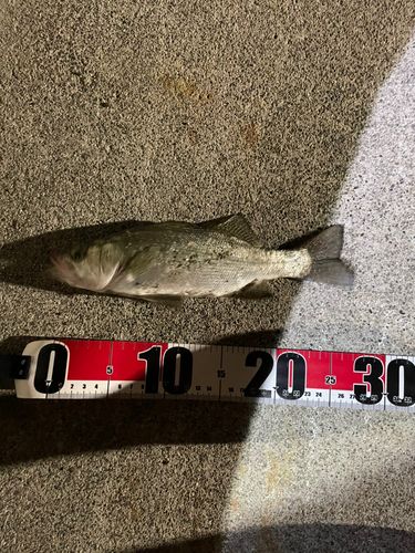 セイゴ（ヒラスズキ）