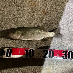 セイゴ（ヒラスズキ）