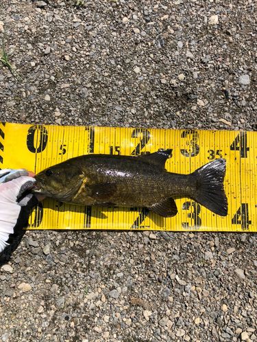 スモールマウスバスの釣果