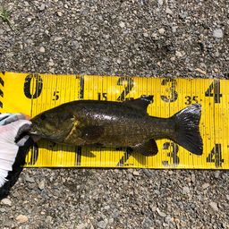 スモールマウスバス