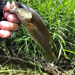 スモールマウスバス