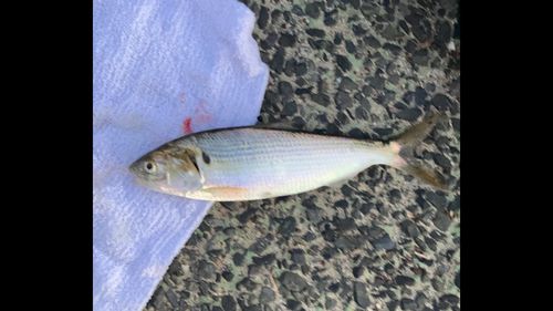 コノシロの釣果