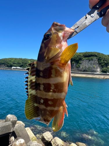 ノゴイの釣果