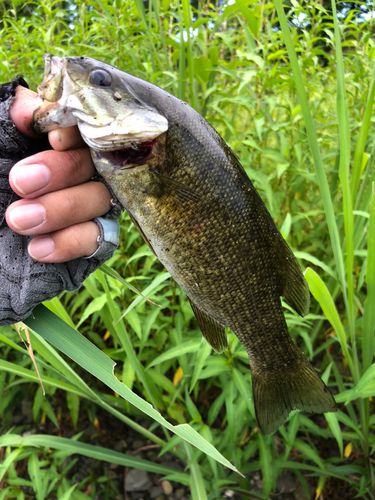 スモールマウスバスの釣果