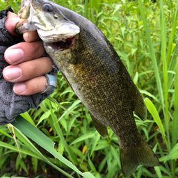 スモールマウスバス