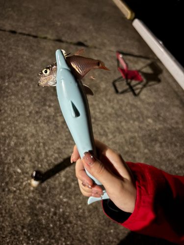 ネンブツダイの釣果