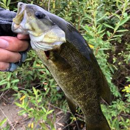 スモールマウスバス