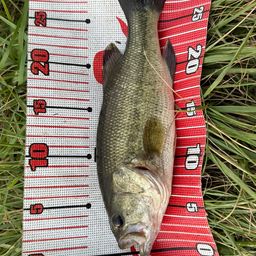 ラージマウスバス