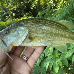 ラージマウスバス