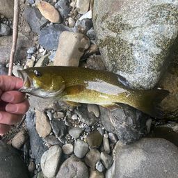 スモールマウスバス