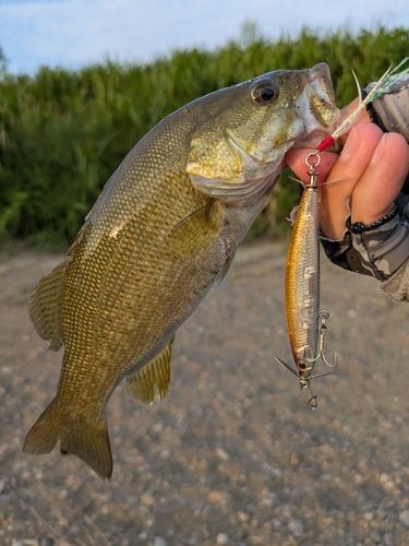 スモールマウスバスの釣果