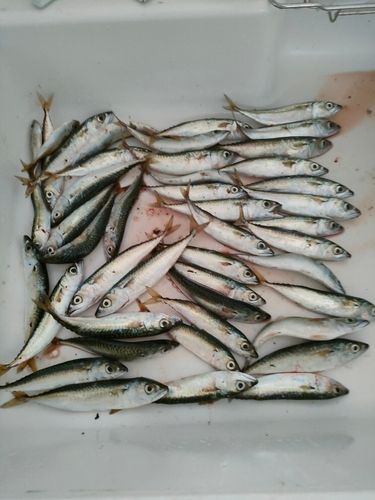 サバの釣果