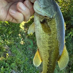 ラージマウスバス