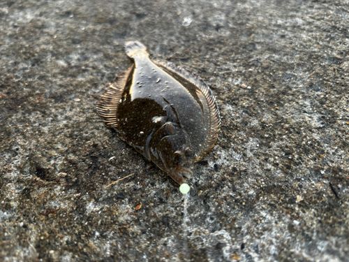 カレイの釣果