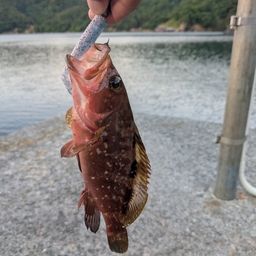 キジハタ