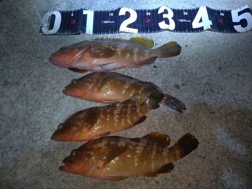 キジハタの釣果
