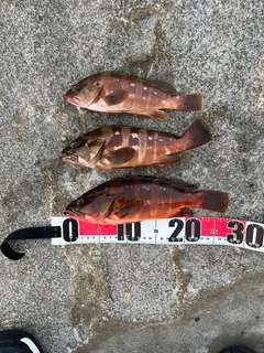 アカハタの釣果