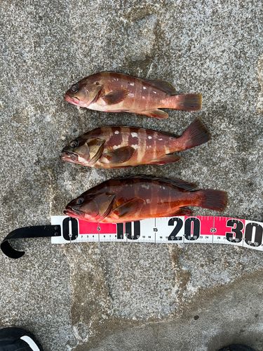 アカハタの釣果