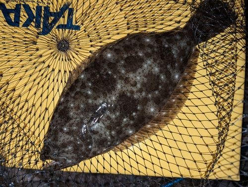 ソゲの釣果