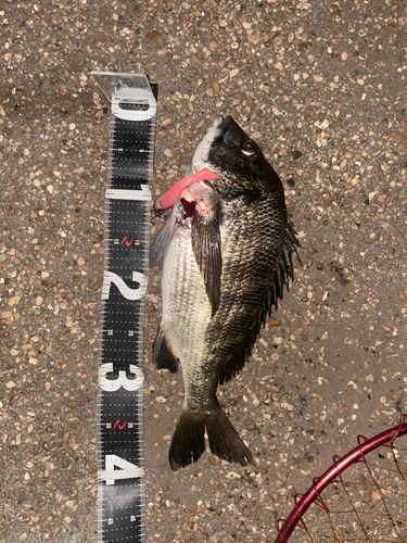 クロダイの釣果