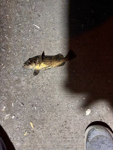 ソイの釣果