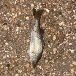 セイゴ（マルスズキ）