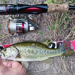 ラージマウスバス