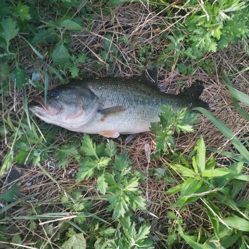 ブラックバスの釣果