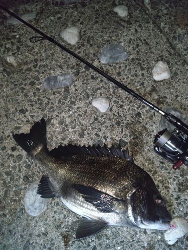 チヌの釣果