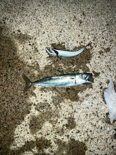 サバの釣果