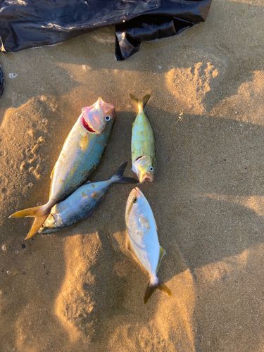 ヤズの釣果