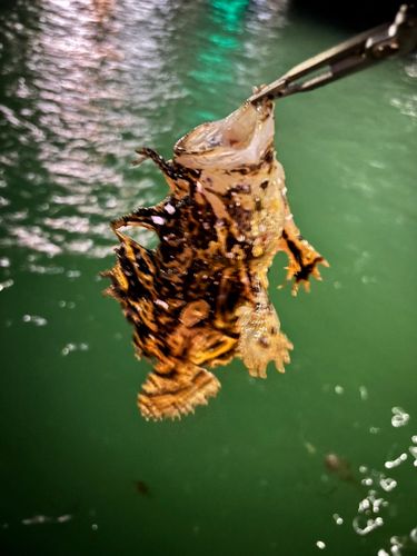ハオコゼの釣果