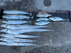 サワラの釣果